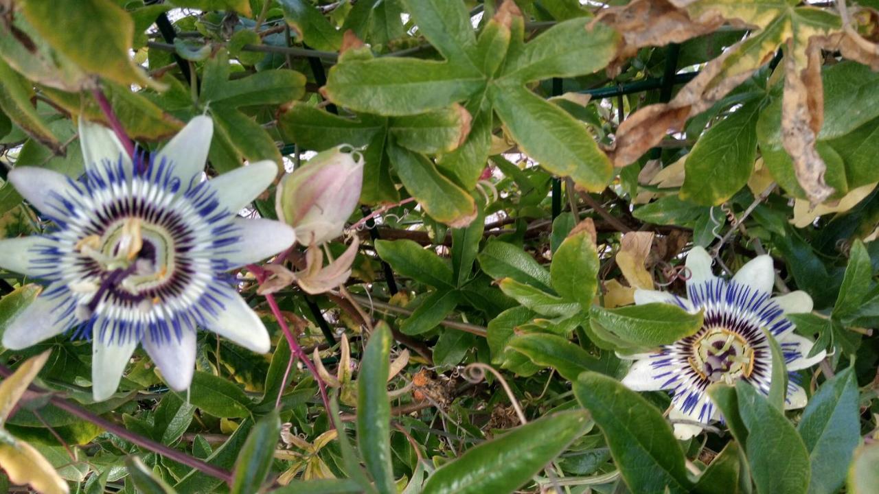 Orchidee Berck